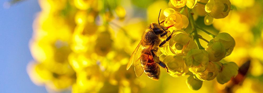 Przyczyny wymierania pszczół